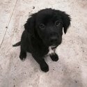 Collie x springer spaniel pups-4