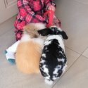 Two gorgeous pet female rabbits Available -3