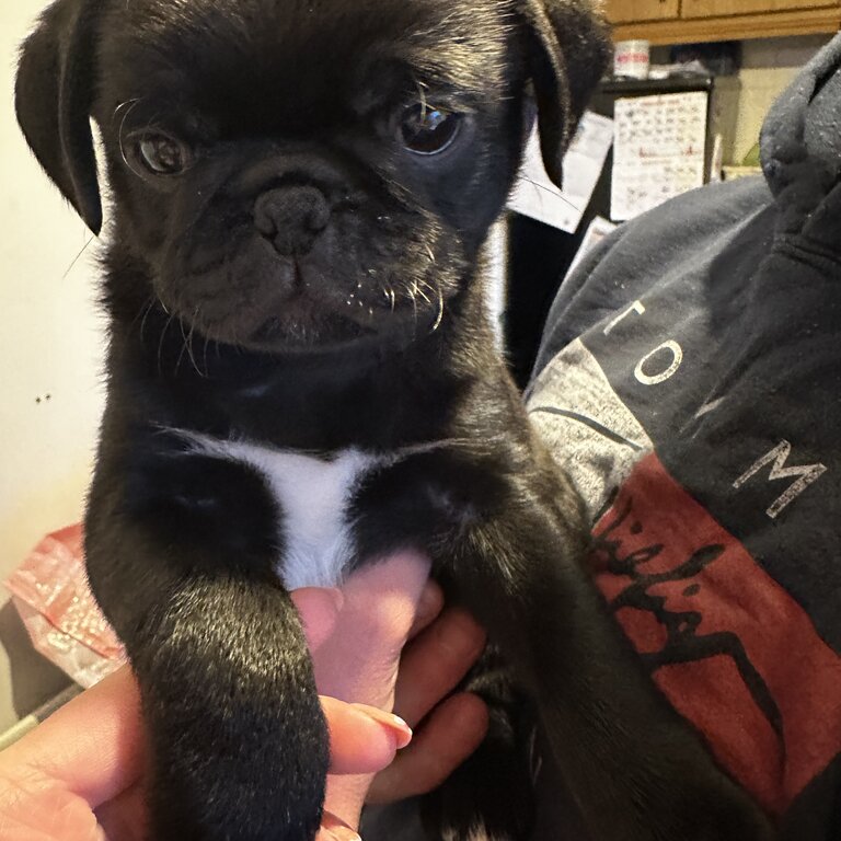 Boy pug 