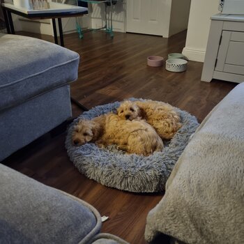 Female and male, golden cockapoo for sale