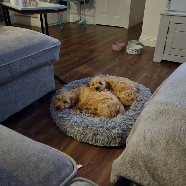 Female and male, golden cockapoo for sale