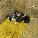  Collie pups for sale  Parents good working dogs very friendly -2