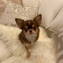 Lola The Applehead Chihuahua-5