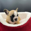 French bulldog puppy -3