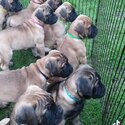 Stunning Bullmastiff pups-4