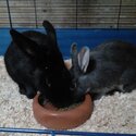 2 rabbits for sale.-1