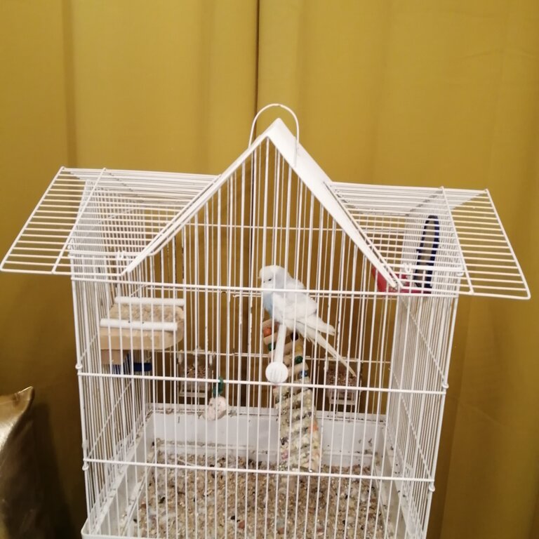 Selling budgie 