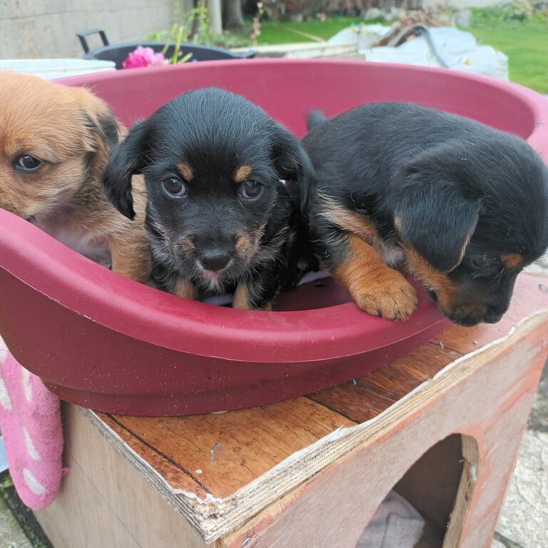 Jack Russel cross puppies