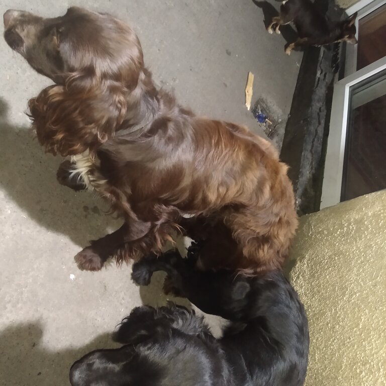 Chocolate cocker spaniel dog