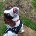 Springer Spaniel Available -1