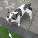 French bulldog-1