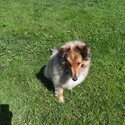 Loving Female Shetland Sheepdog 3 Years-3