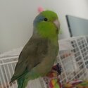 Parrotlets for sale-1