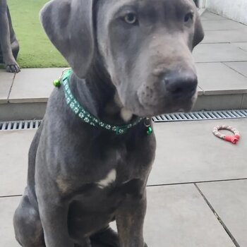 Bandogge Mastiff's 