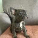 French Bulldogs for sale -1