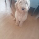 Gooldendoodle for sale-0