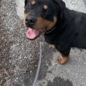 Rottweiler for sale -1