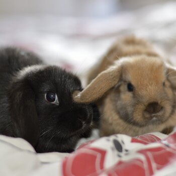 Purebred mini lops