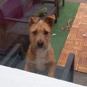 This puppy has been rehomed! No longer avaliable -1