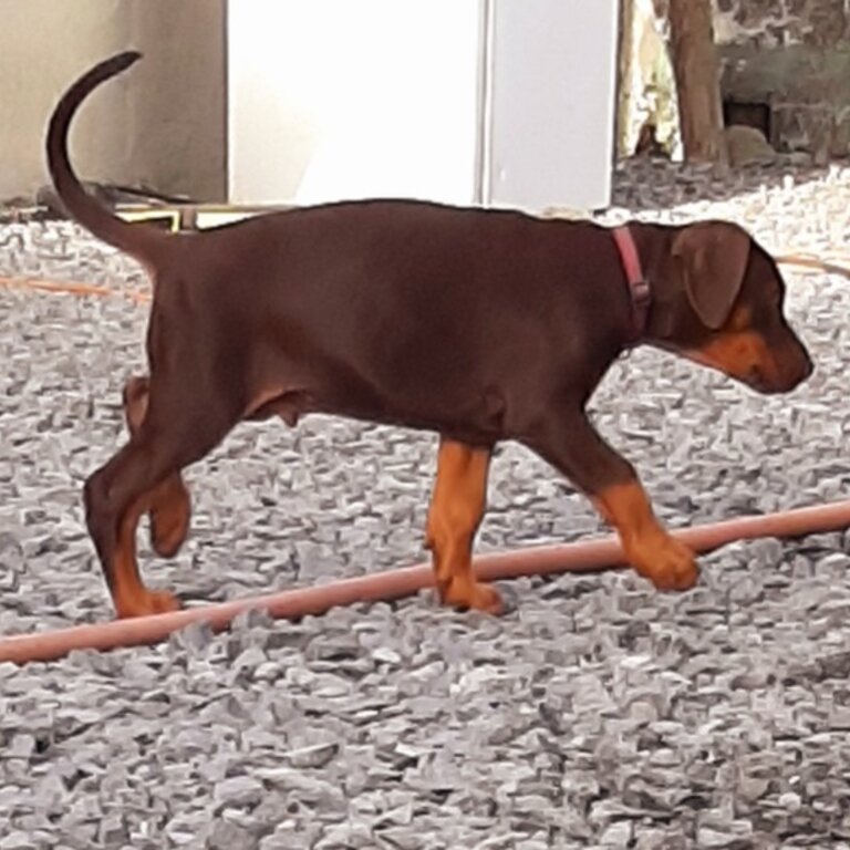 Doberman pups