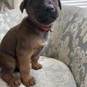 Belgian Malinois x Great Dane puppie-1