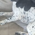 English Pointer-1