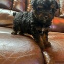 Cute Poodle Puppies for Adoption-1