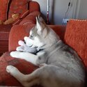 Siberian husky-1