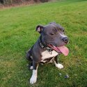 Staffordshire bull terrier -1