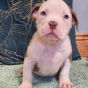 American pocket bullys puppys-3