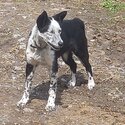 9 month old border collie-3