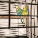 Selling 2 budgies both male adorable looking for a home -3