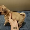 Pug pups for sale-1