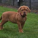 Dogue de Bordeaux puppies-2