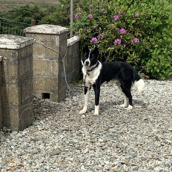 Husky/Roughcollie 