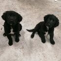 Collie x springer spaniel pups-2