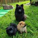 Two pomeranian puppies -5