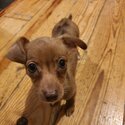 Dachshund chihuahua mixed breed, 3 months old puppy for sale-2