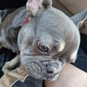 French bulldog -4