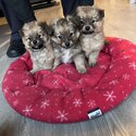 Pomeranian Puppies for Sale-0