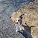 Pocket Beagle-1