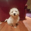 Bishon/Maltipoo puts-1