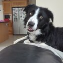 Border Collie for Rehoming -1