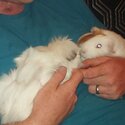 2 MALE GUINEA PIGS  FOR SALE-2