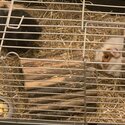 2 female Guinea pigs with cage-1