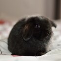 Mini lop-2