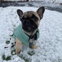 Fergus The French Bulldog