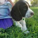 Sprocker spaniel puppies -0