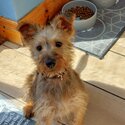 Irish terrier puppy-1