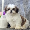 Beautiful  Shih Tzu Puppies for Adoption-0